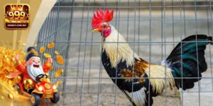 Tổng Hợp Kinh Nghiệm Chơi Đá Gà Tre Cho Tân Thủ Tại 999bet